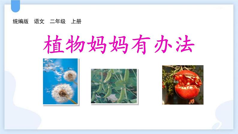 统编版(2024)二年级语文上册植物妈妈有办法课件2第1页