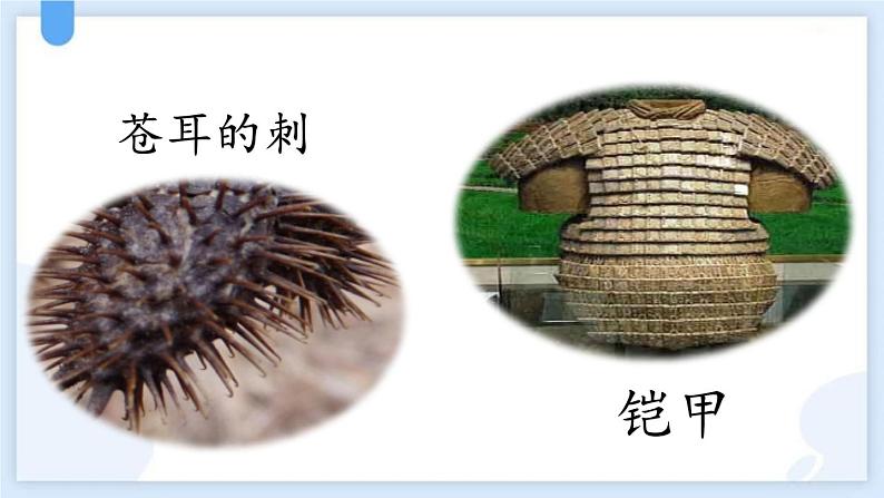 统编版(2024)二年级语文上册植物妈妈有办法课件2第5页
