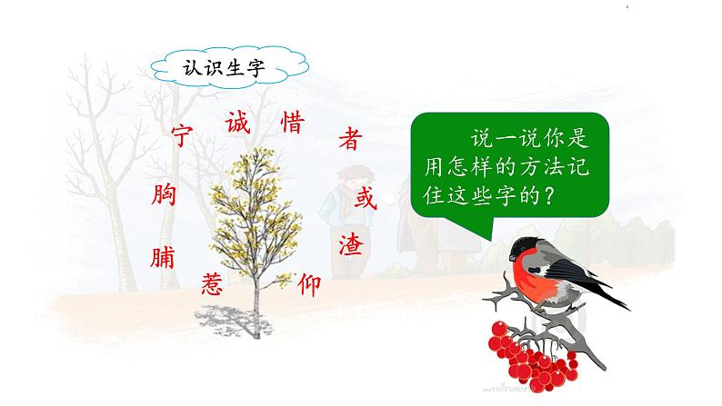《灰雀》名师课件(第一课时)第8页