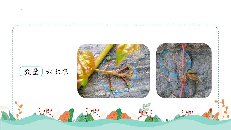 统编版(2024)四年级语文上册10爬山虎的脚第2课时课件3第6页