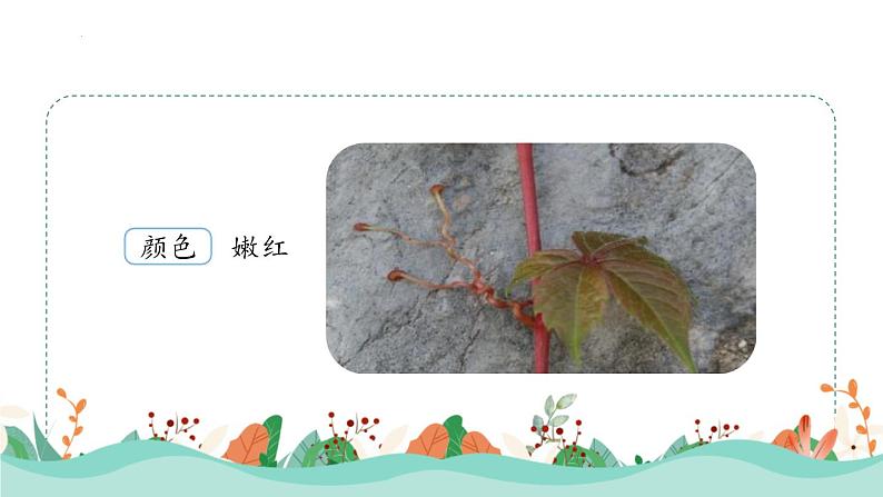 统编版(2024)四年级语文上册10爬山虎的脚第2课时课件3第7页