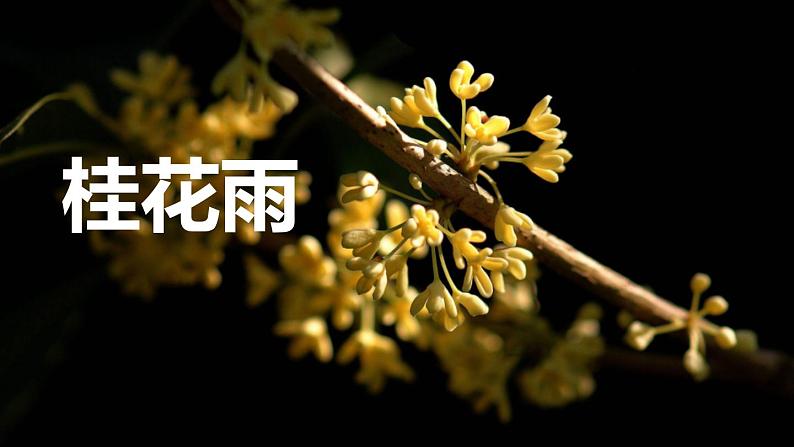 统编版(2024)五年级语文上册3桂花雨课件201