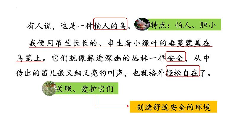 统编版(2024)五年级语文上册4珍珠鸟课件3第8页