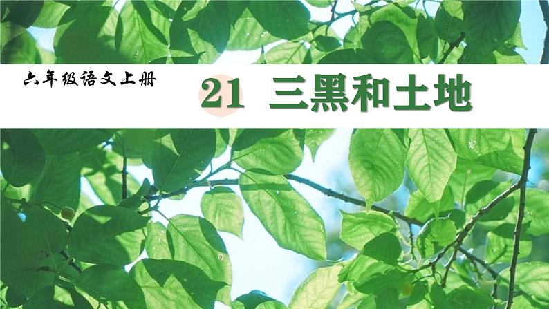 统编版(2024)六年级语文上册21三黑和土地课件5第1页