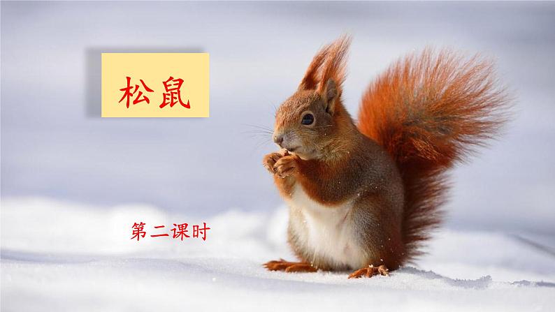 《松鼠》名师课件(第二课时)第1页