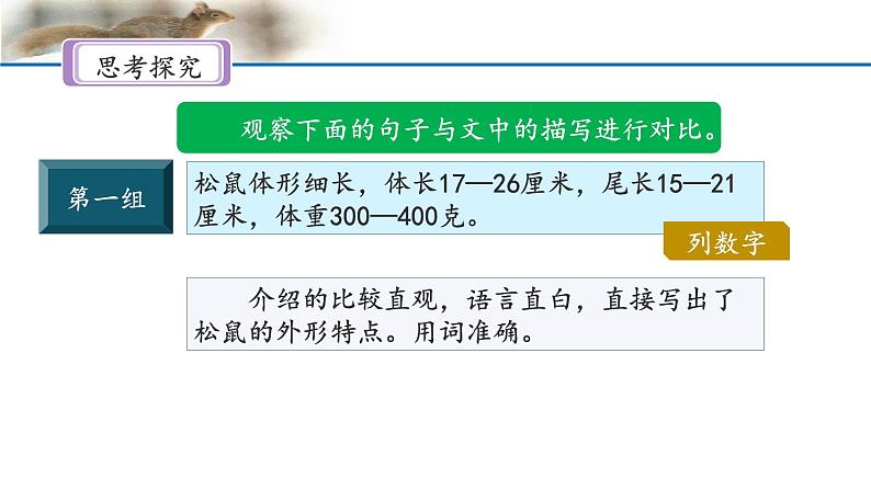 《松鼠》名师课件(第二课时)第6页