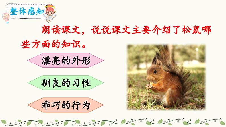 《松鼠》教学课件2(第二课时)第2页