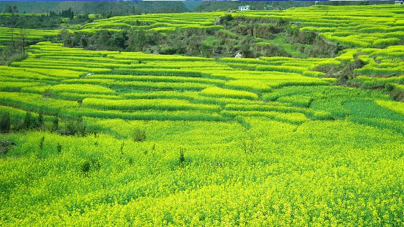 2024年秋一年级上册1天地人(课件第6页