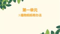 小学植物妈妈有办法教案配套课件ppt