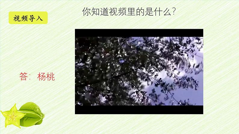 13 画杨桃 (课件)-2024-2025学年语文二年级下册统编版1第1页