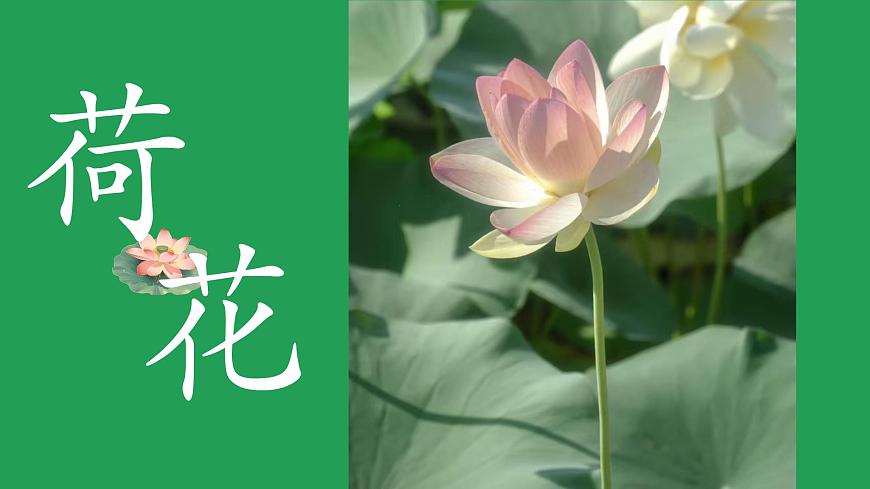 第一單元3荷花課件第1頁(yè)
