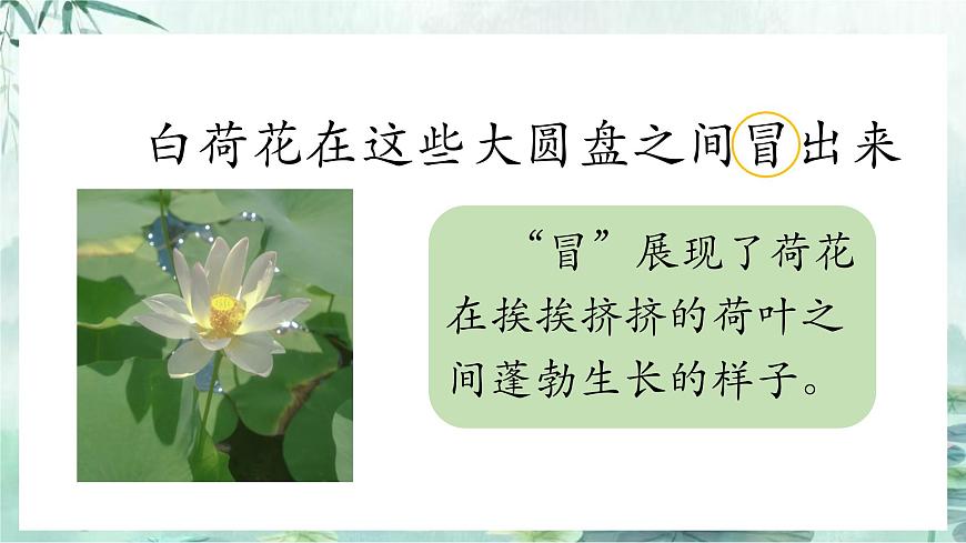 第一單元3荷花課件第8頁(yè)