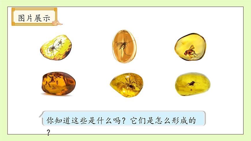 【備課無(wú)憂】統(tǒng)編版四下-5.琥珀 第1課時(shí)（課件）.pptx第8頁(yè)