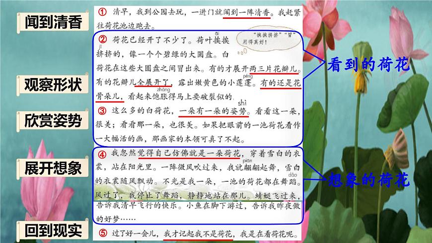 統(tǒng)編版三年級下冊 第3課《 荷花》課件 第6頁