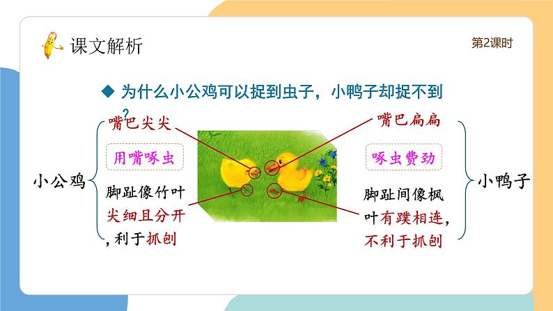 小公鸡和小鸭子(第2课时)(含课堂练习、课后习题)第7页