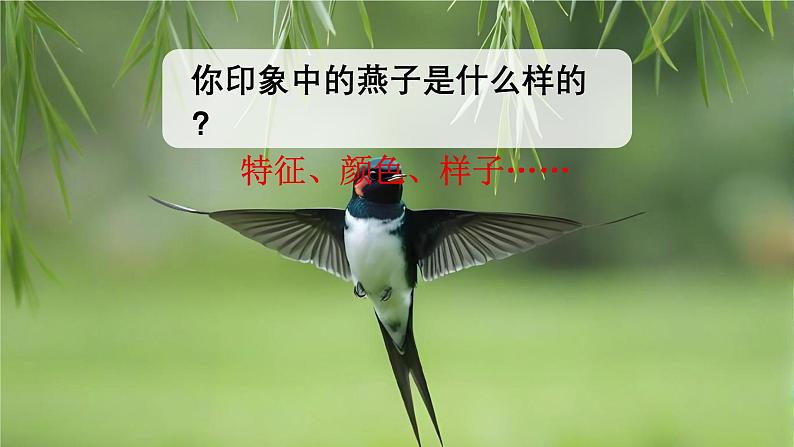 人教版语文三年级(下)2 燕子课件第2页