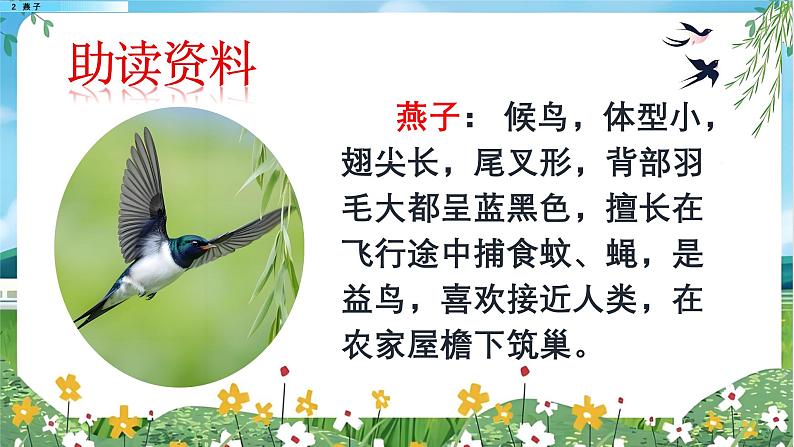 人教版语文三年级(下)2 燕子课件第3页