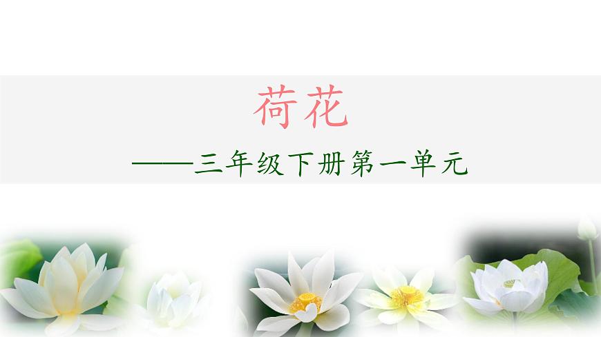 統(tǒng)編版小學語文三年級下冊 第一單元 3《荷花》學習任務群教學課件第2頁