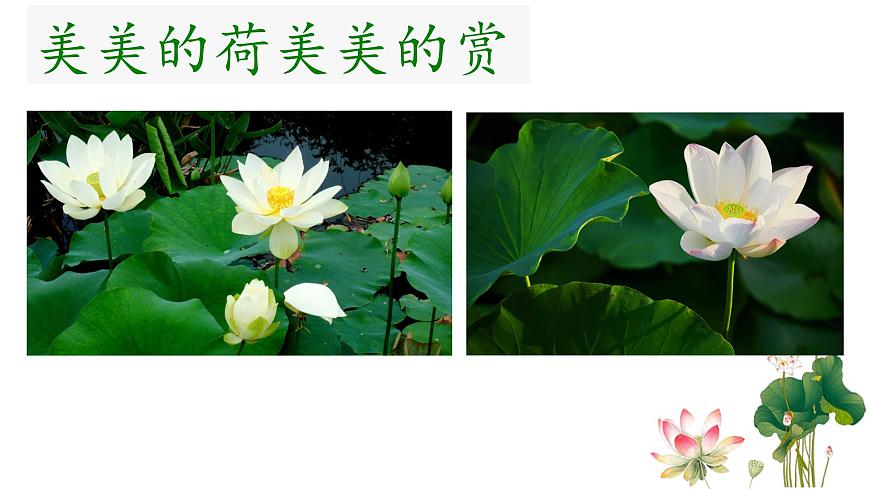 統(tǒng)編版小學語文三年級下冊 第一單元 3《荷花》學習任務群教學課件第3頁