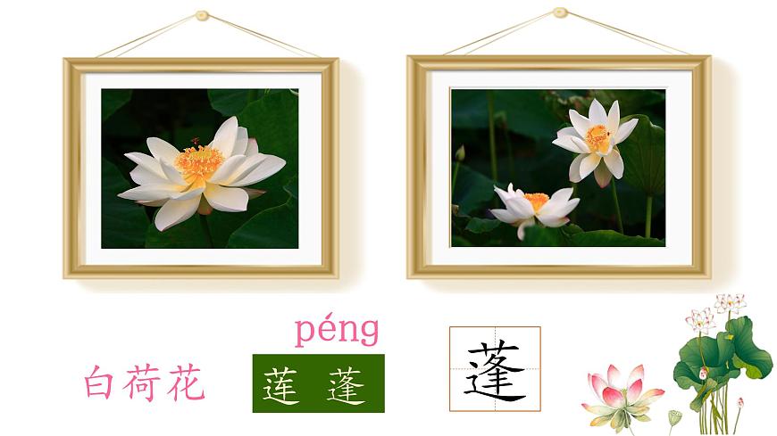 統(tǒng)編版小學語文三年級下冊 第一單元 3《荷花》學習任務群教學課件第4頁