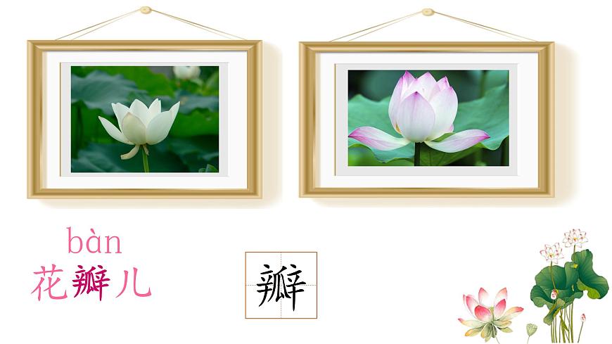 統(tǒng)編版小學語文三年級下冊 第一單元 3《荷花》學習任務群教學課件第5頁
