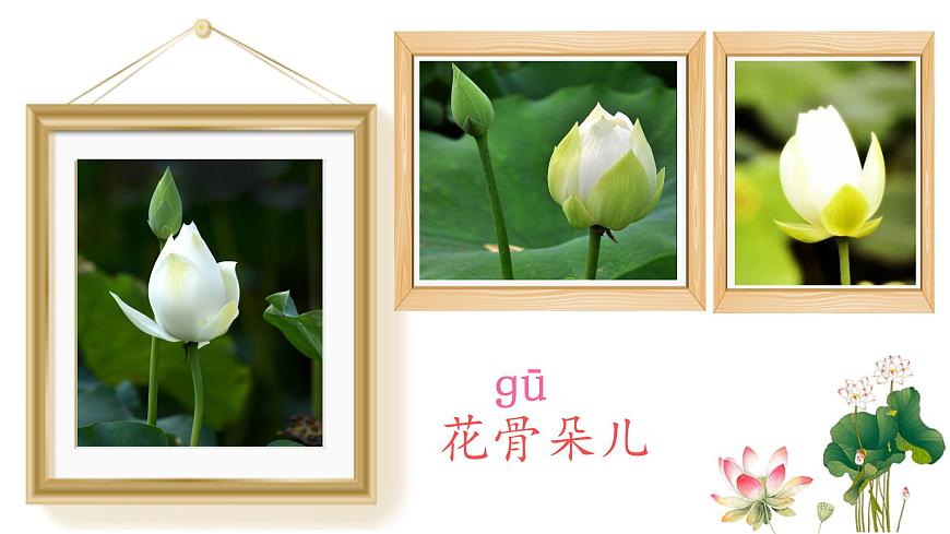 統(tǒng)編版小學語文三年級下冊 第一單元 3《荷花》學習任務群教學課件第6頁