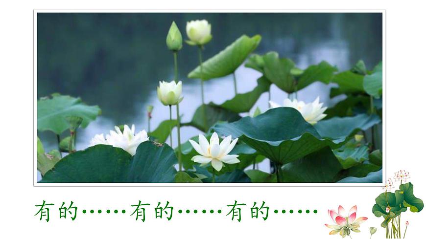 統(tǒng)編版小學語文三年級下冊 第一單元 3《荷花》學習任務群教學課件第7頁