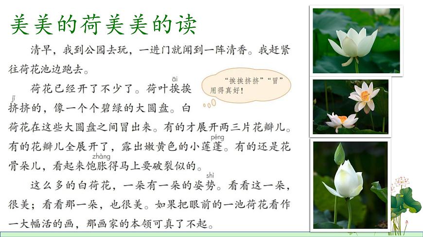 統(tǒng)編版小學語文三年級下冊 第一單元 3《荷花》學習任務群教學課件第8頁