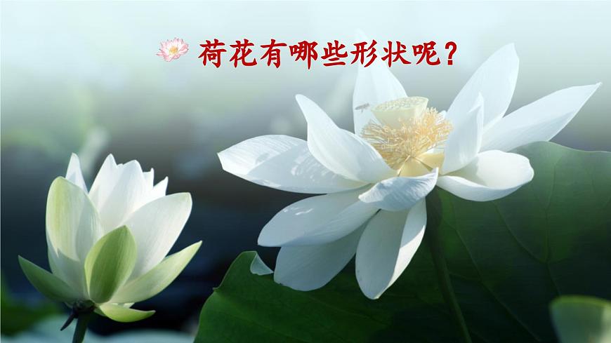 統(tǒng)編版小學語文三年級下冊 第一單元 3《荷花》教學課件(第二課時)第5頁