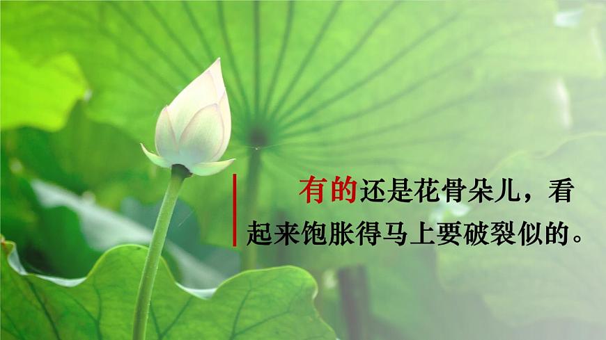 統(tǒng)編版小學語文三年級下冊 第一單元 3《荷花》教學課件(第二課時)第7頁