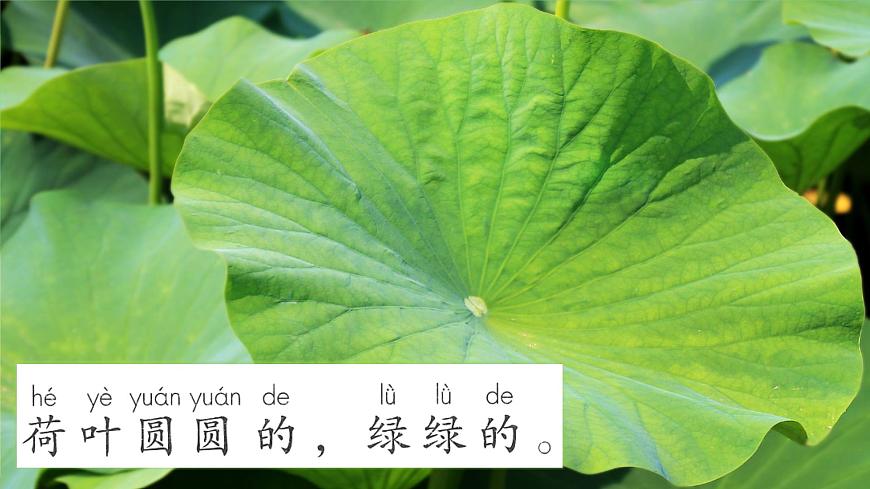 部編版小學語文一下第六單元大單元《荷葉圓圓》教學設計課件第3頁