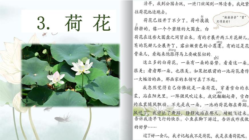 【早讀】部編版語(yǔ)文三年級(jí)下冊(cè) 3《荷花》早讀課件PPT第3頁(yè)