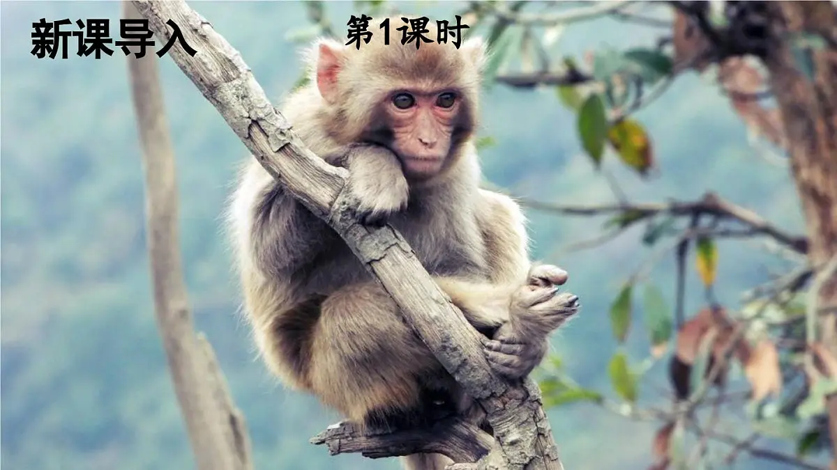 统编版一年级语文下册课件《小猴子下山》第2页