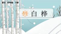 語文四年級下冊白樺說課課件ppt