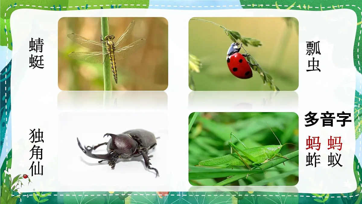 统编版三年级语文下册教学课件《昆虫备忘录》第5页