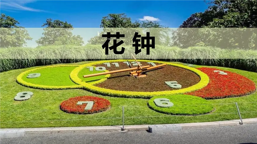 统编版(2024)三年级语文下册13花钟课件ppt第1页