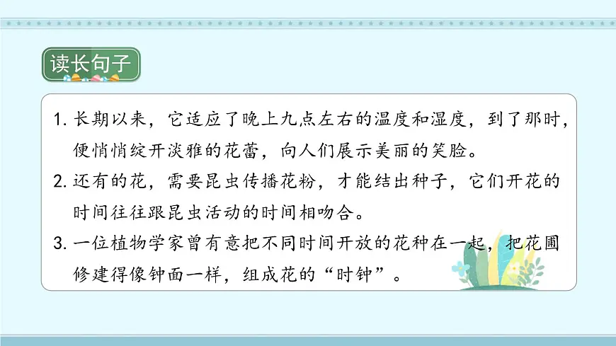 统编版(2024)三年级语文下册13花钟课件ppt第4页