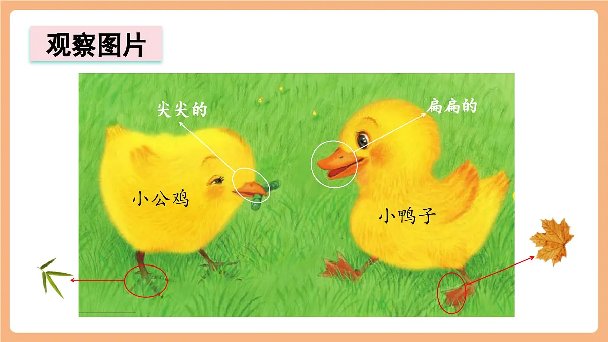 课文4《小公鸡和小鸭子》(教学课件)第4页