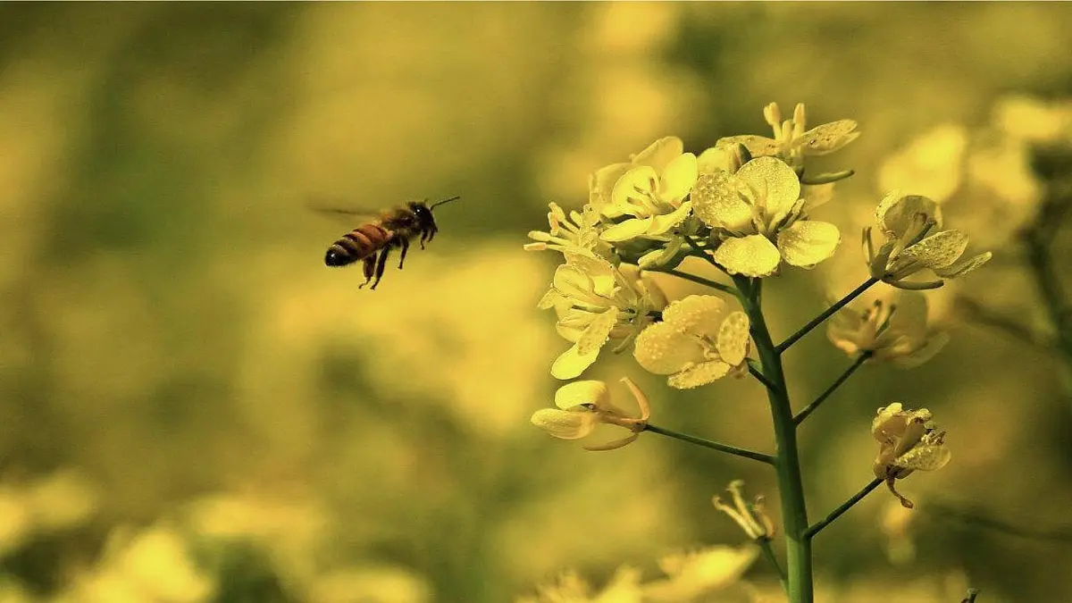新统编版小学语文二下 课文6 22《小毛虫》课件第2页