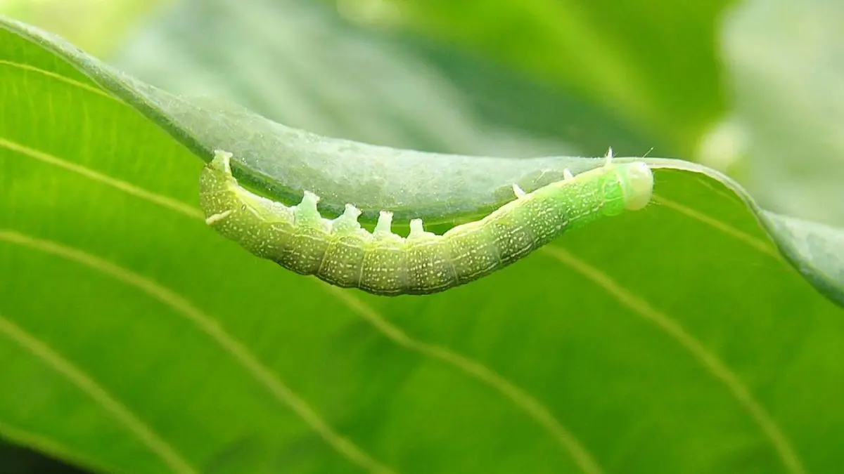 新统编版小学语文二下 课文6 22《小毛虫》课件第5页