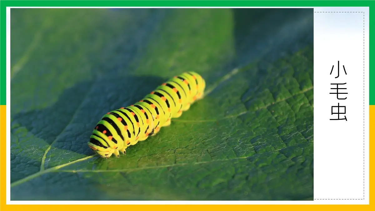 新统编版小学语文二下 课文6 22《小毛虫》学习任务群教学课件第2页