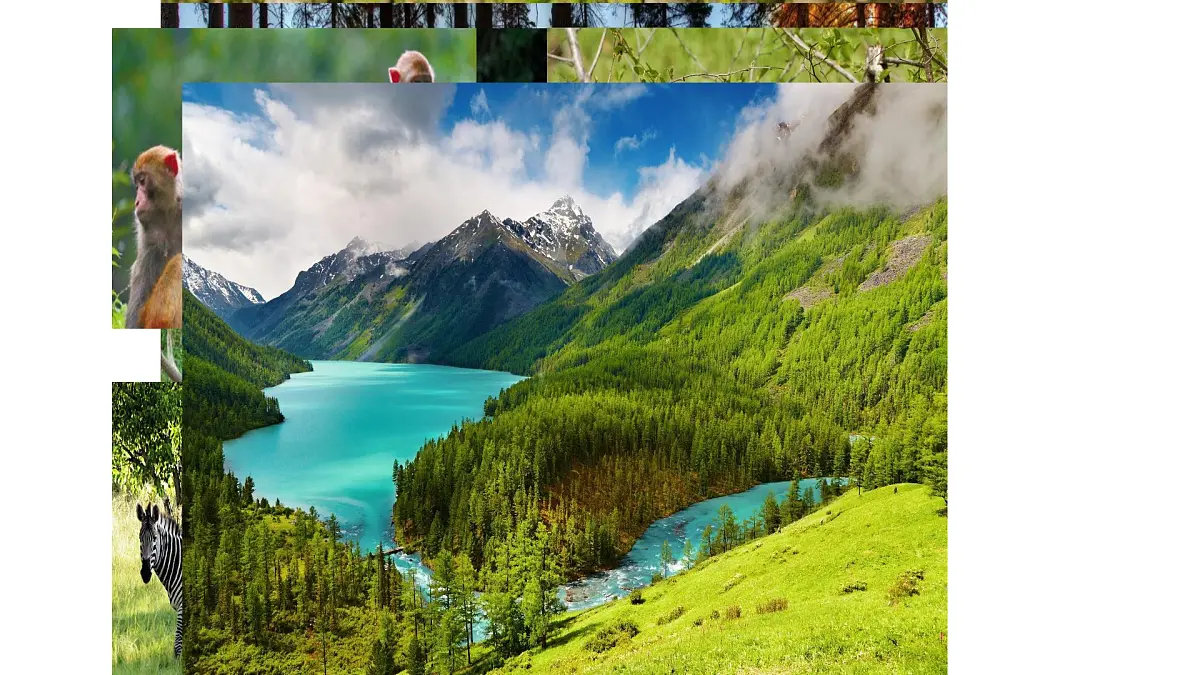 新人教统编小学语文二下 课文7 23《祖先的摇篮》课件第3页