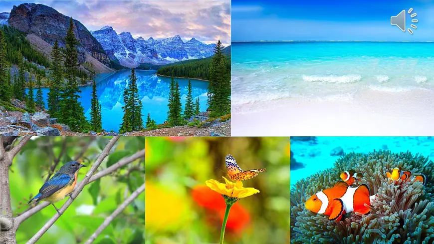 新统编版小学语文三下 7-22《我们奇妙的世界》课件第2页