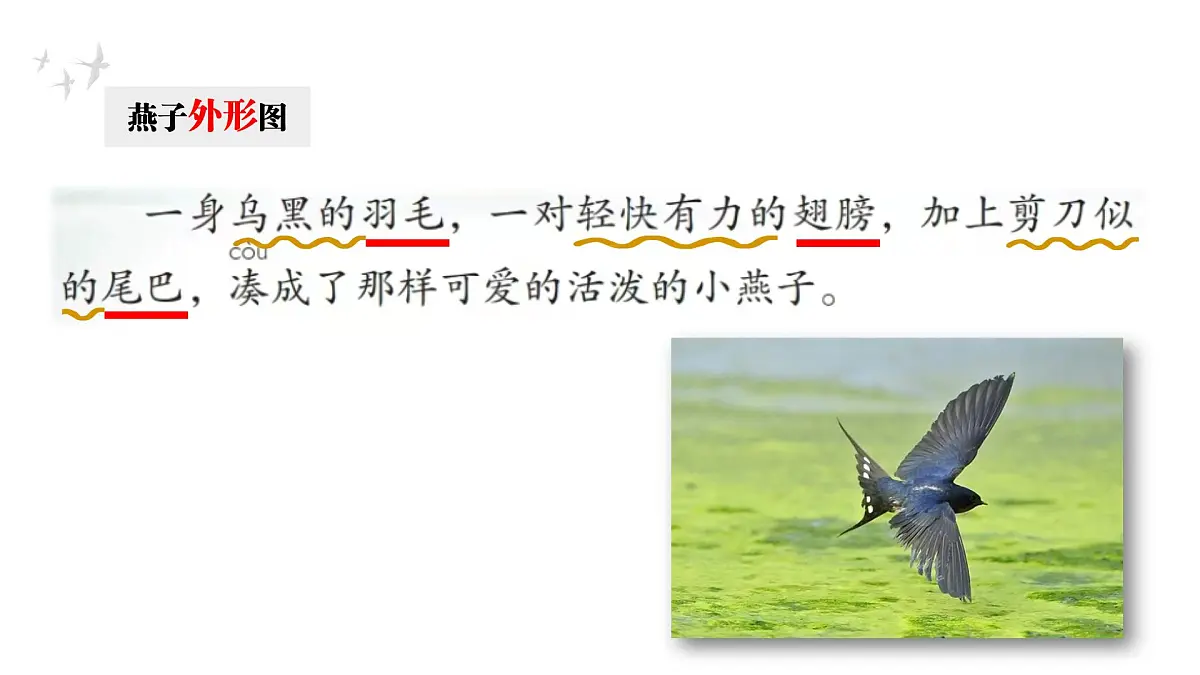 2.燕子 课件 2024-2025学年部编版语文三年级下册第8页