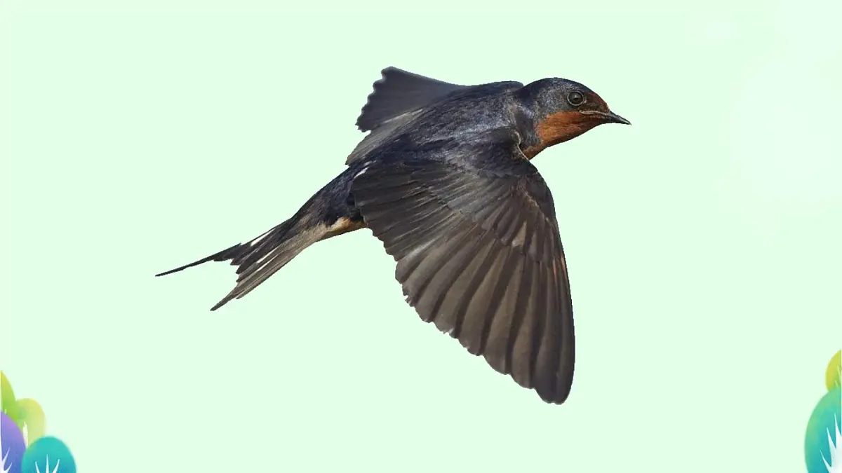 小学语文统编版(2024)一年级下册8.20 小壁虎借尾巴 课件第3页