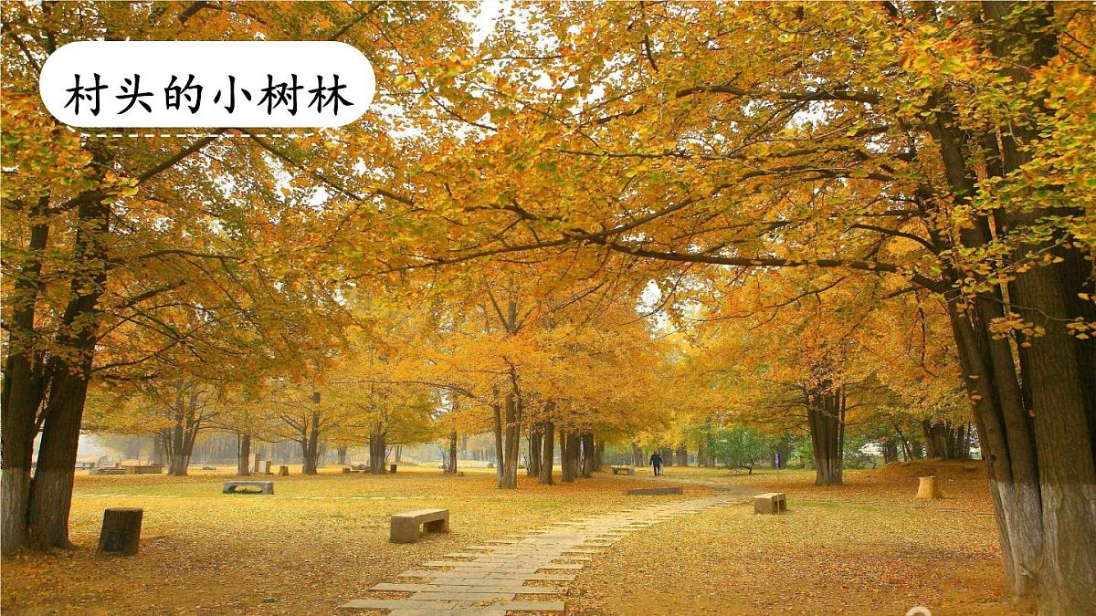 习作:推荐一个好地方课件 统编版语文四年级上册第6页