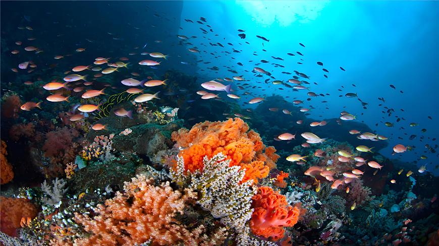 23.《海底世界》第6页