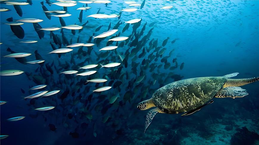 23.《海底世界》第7页