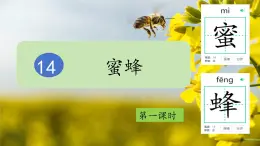 【教學(xué)評一體化設(shè)計】統(tǒng)編版小學(xué)語文三年級下冊14.蜜蜂課件兩課時