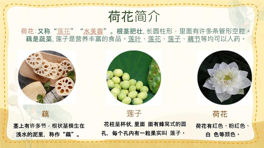 統(tǒng)編版三年級語文下冊教學(xué)課件《3 荷花》第3頁